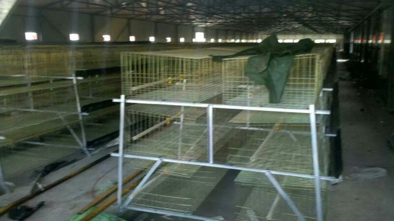 笼养鸡鸭笼具