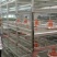 笼养鸡鸭笼具
