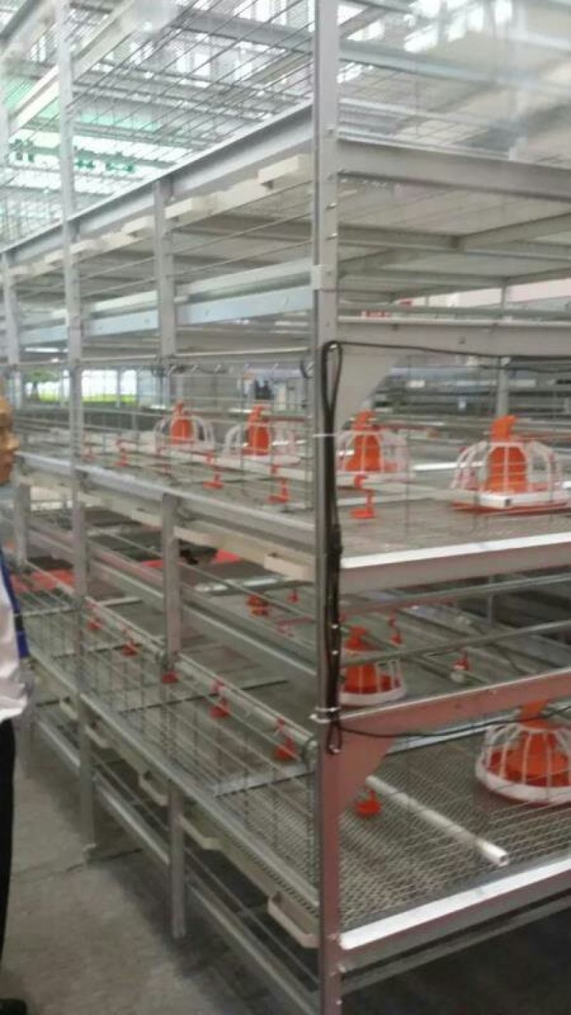 笼养鸡鸭笼具