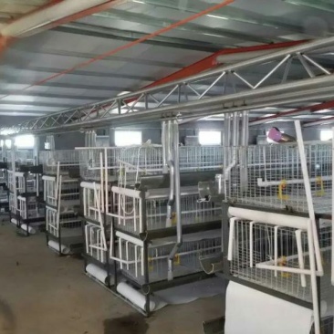 笼养鸡鸭笼具