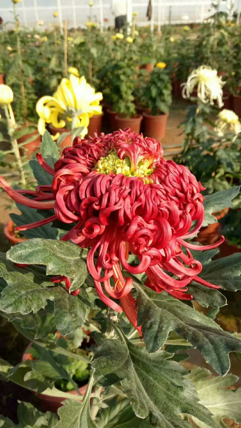 菊花