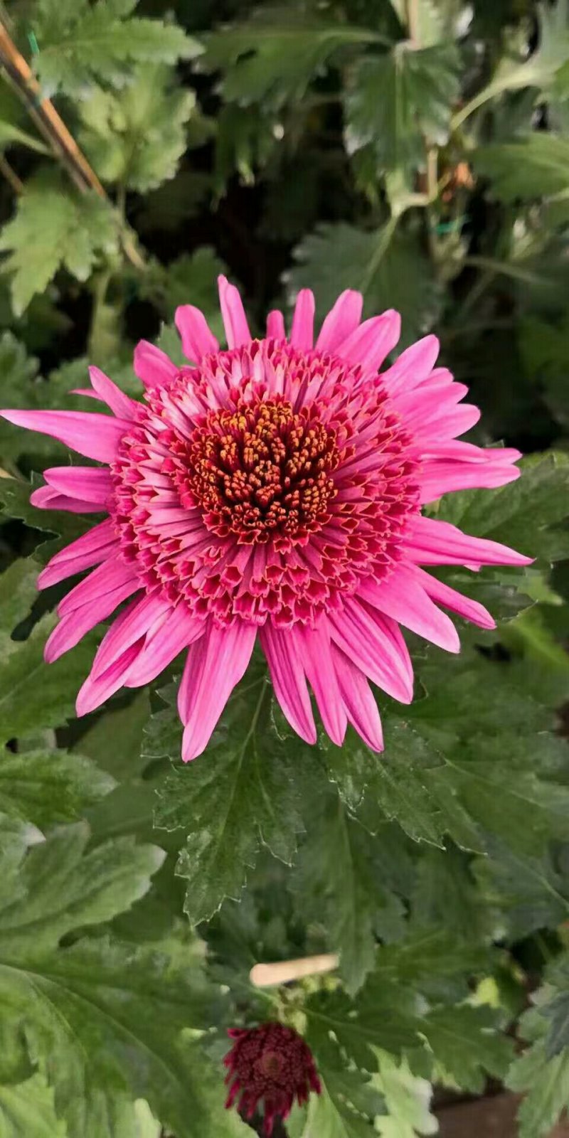 菊花