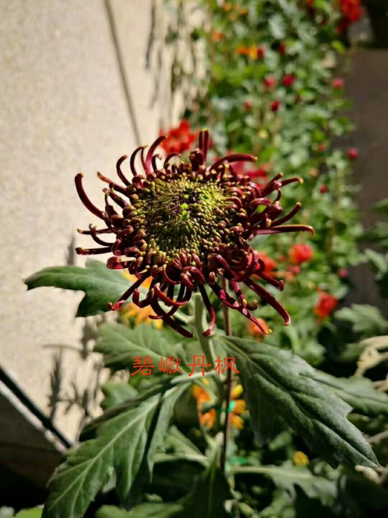 菊花