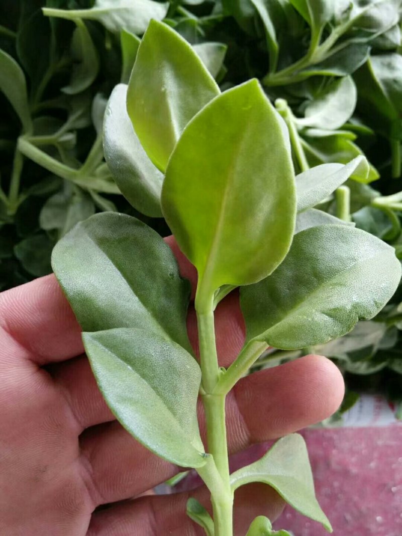 田七，(穿心连)，精品特菜批发