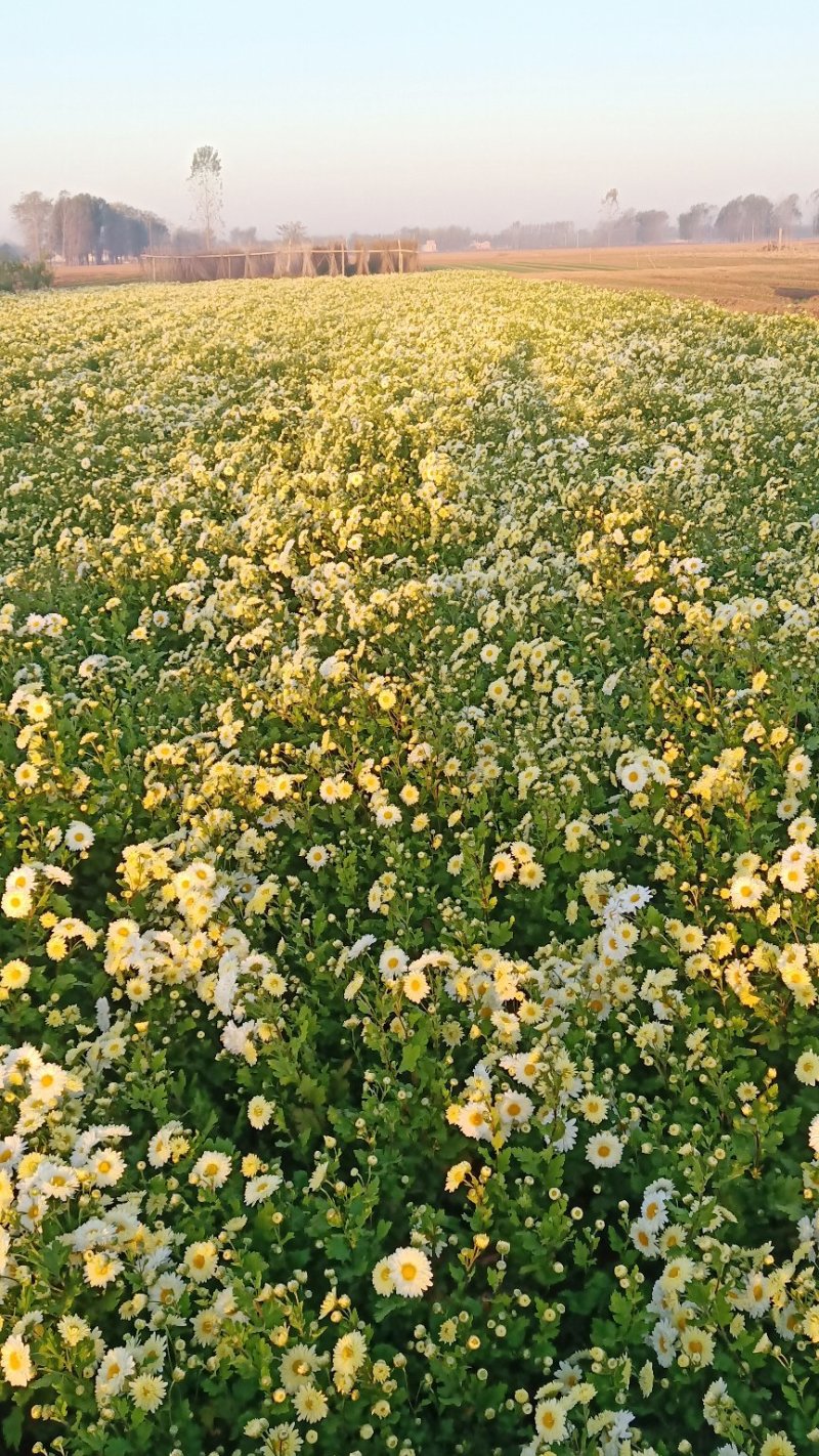 抗白菊花茶