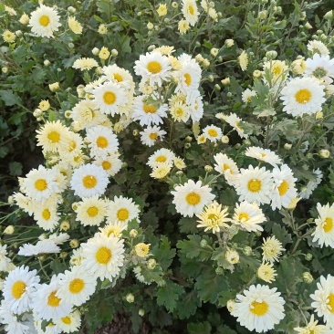 抗白菊花茶