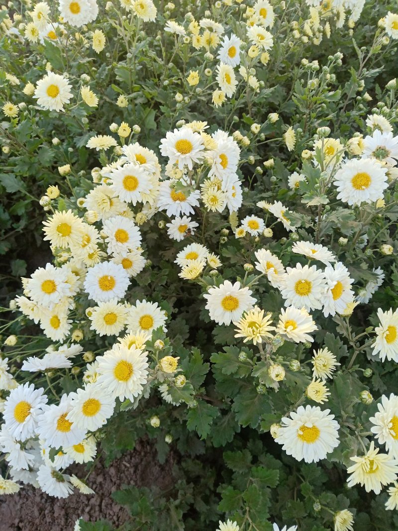 抗白菊花茶