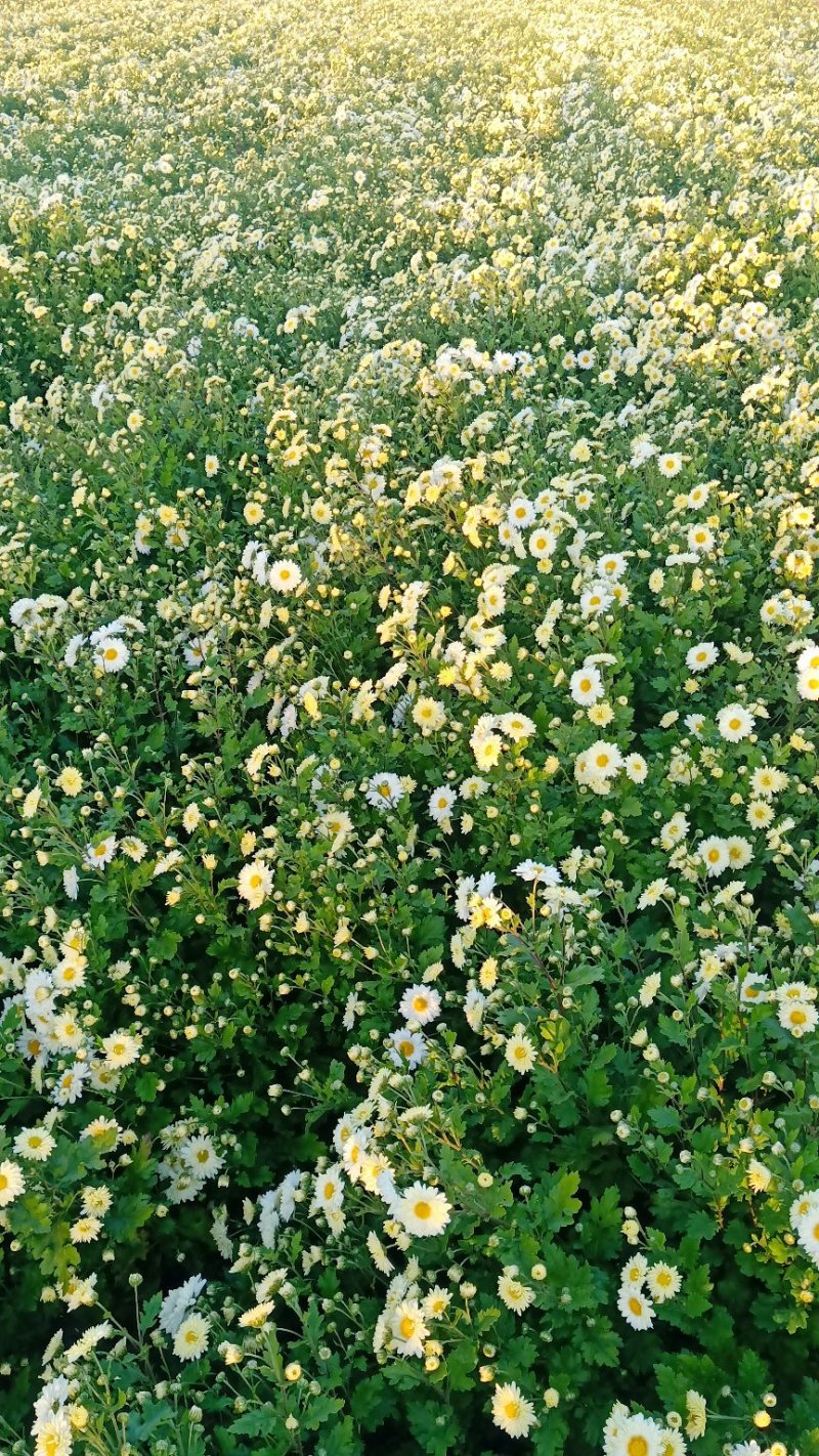抗白菊花茶