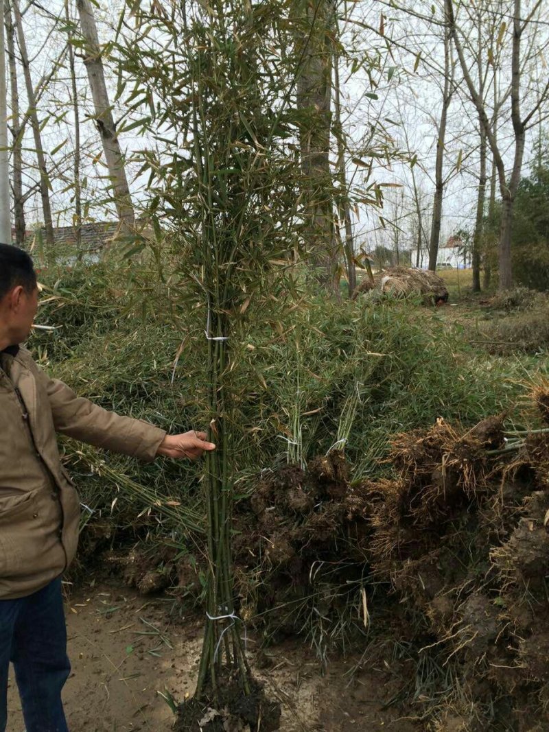 竹子基地量大批发，竹子品种全数量大
