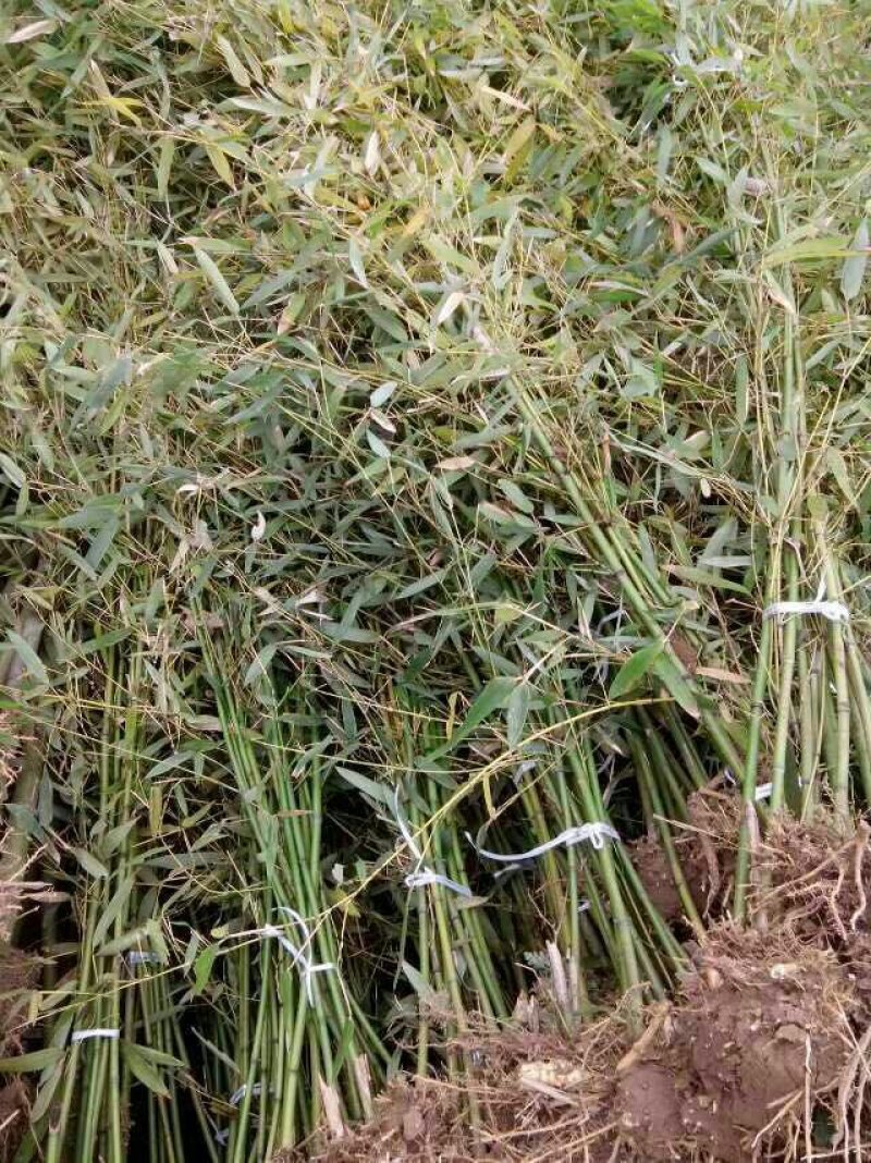 竹子基地量大批发，竹子品种全数量大
