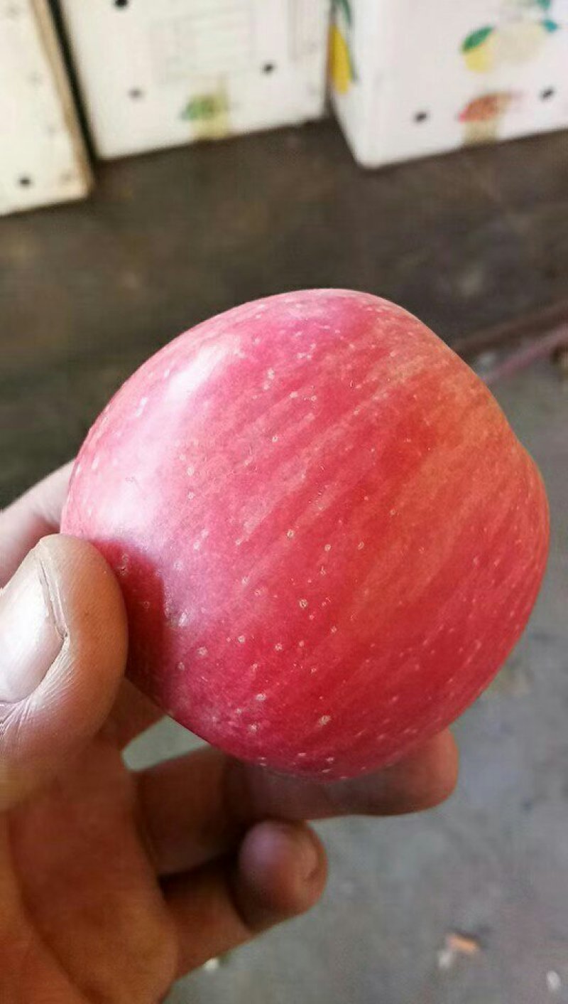 红富士苹果大量有货✔纸袋、膜袋、纸加膜产地批发
