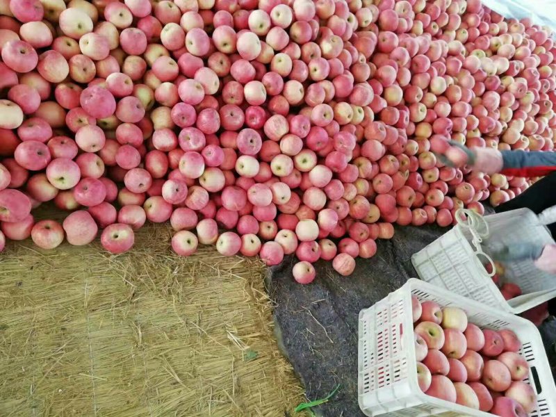 红富士苹果大量有货✔纸袋、膜袋、纸加膜产地批发