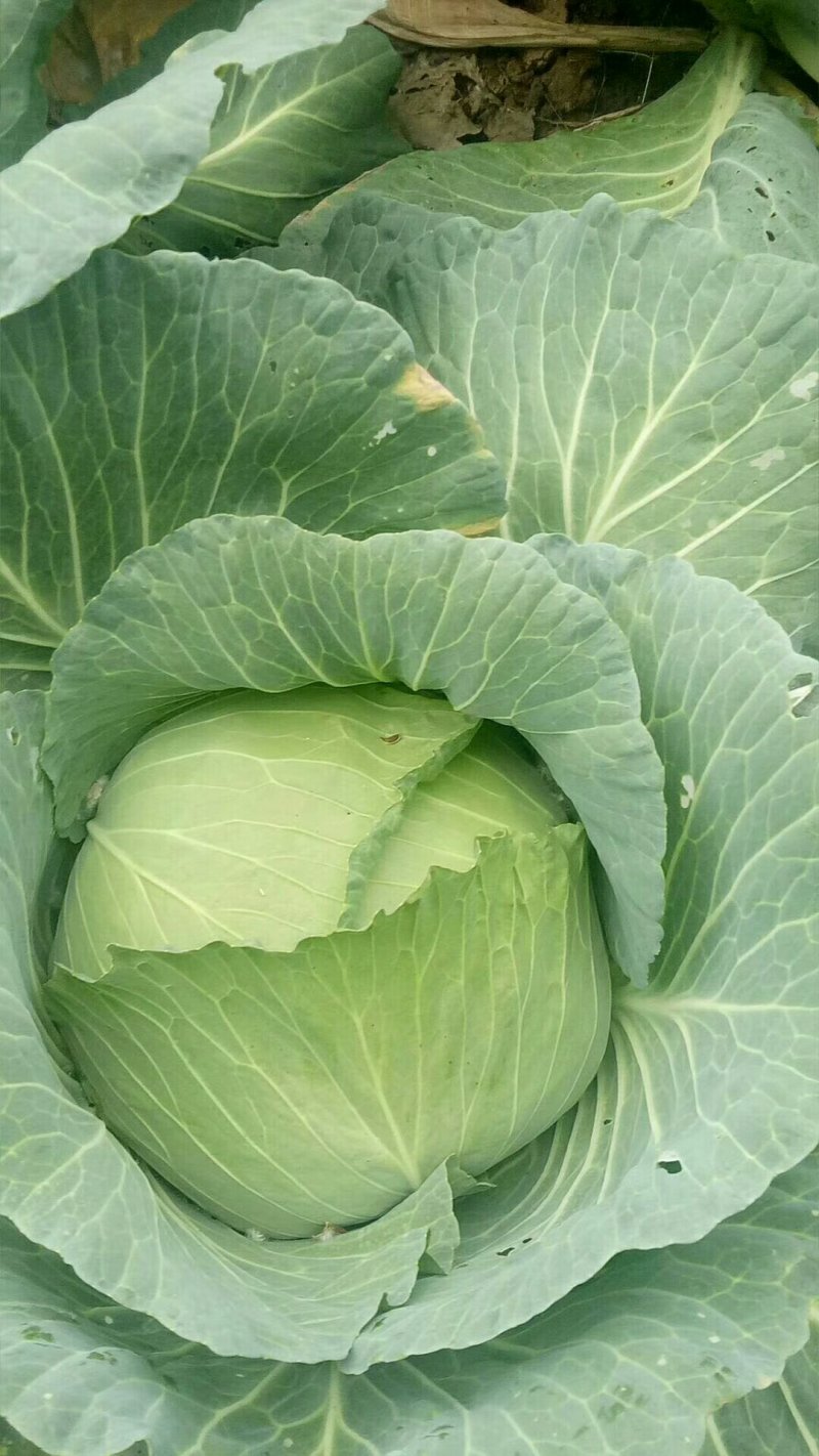 万亩扁包菜质量输出，质量保证