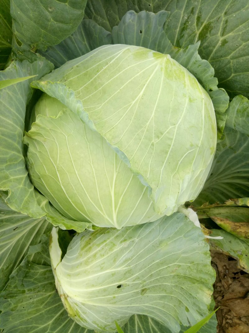 万亩扁包菜质量输出，质量保证
