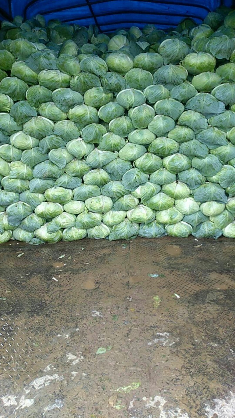 万亩扁包菜质量输出，质量保证