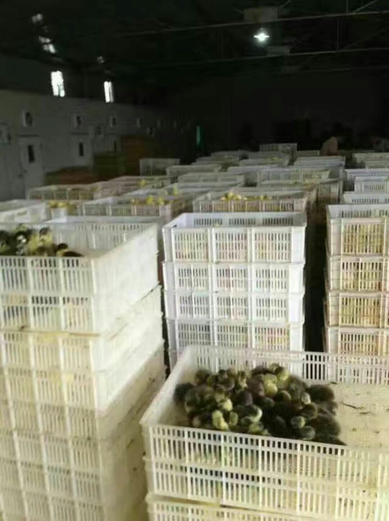 创业选对项目一年致富，我基地出售大种鹅苗，扶持创业致富