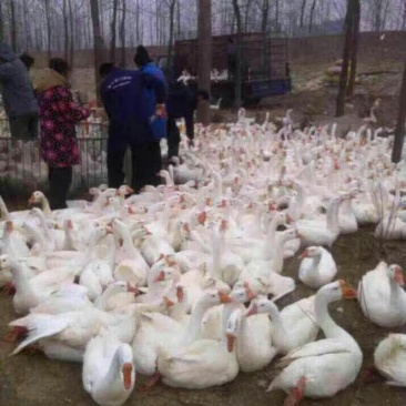 创业选对项目一年致富，我基地出售大种鹅苗，扶持创业致富