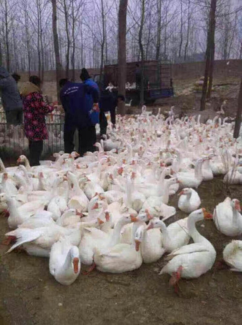 创业选对项目一年致富，我基地出售大种鹅苗，扶持创业致富