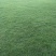 马尼拉草坪