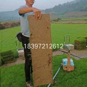 马尼拉草卷