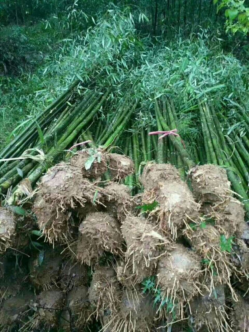 楠竹