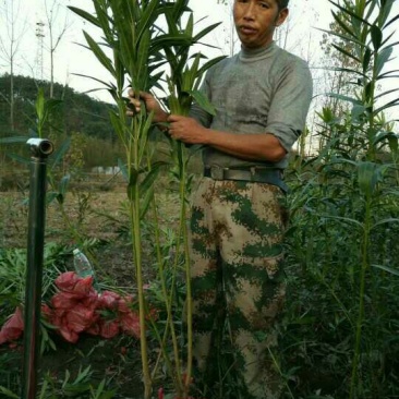 夹竹桃