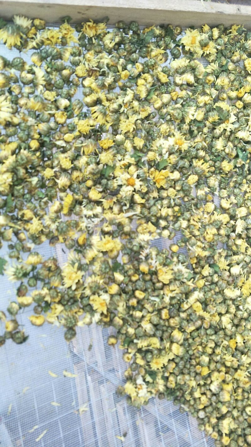 杭白菊