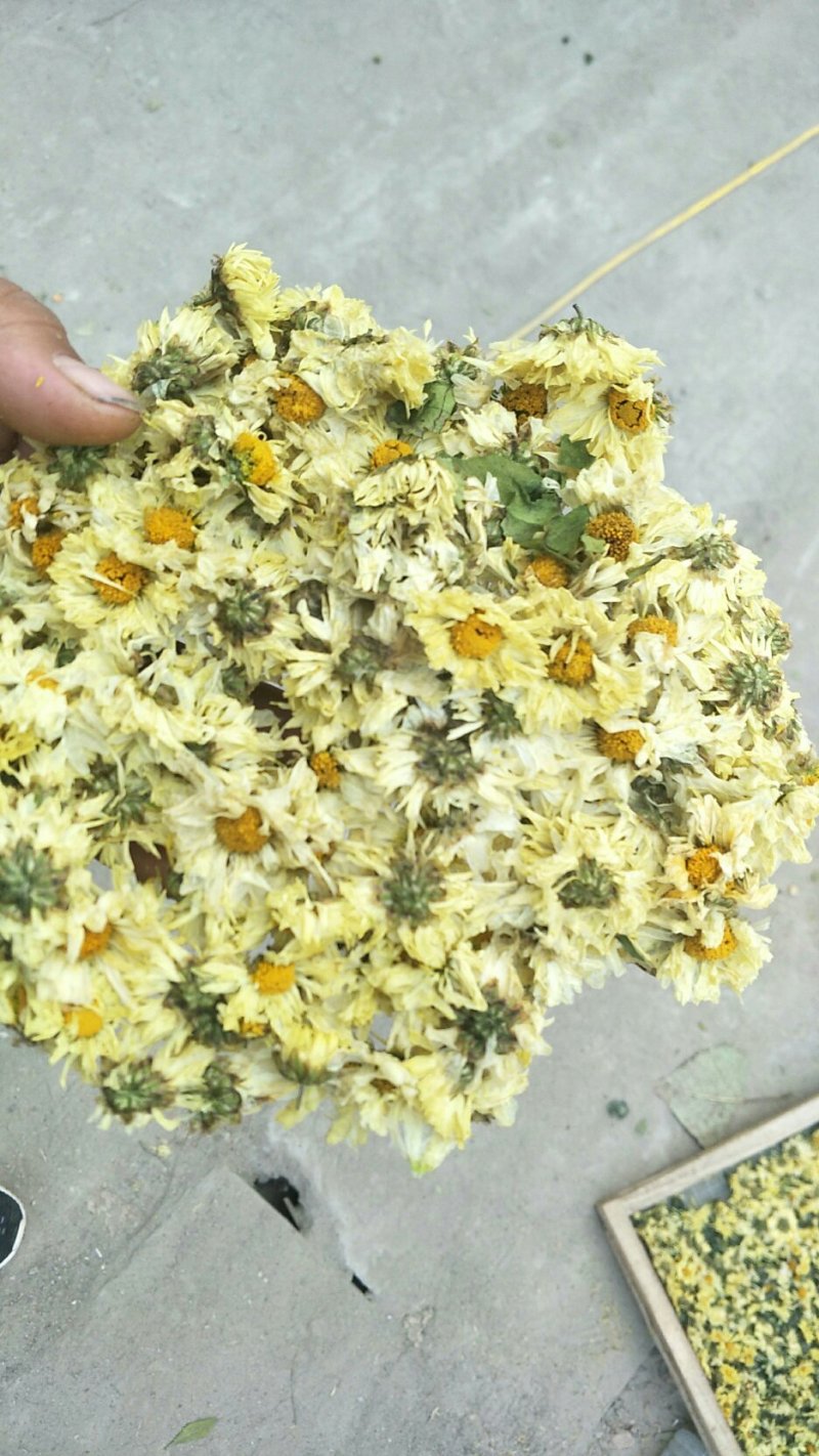 杭白菊