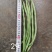 无筋豆20厘米以上，品质有精品，中等，次品，价格实惠！