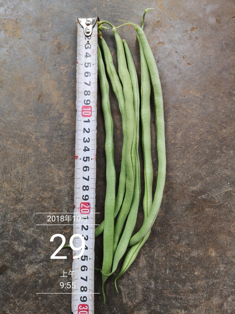 无筋豆20厘米以上，品质有精品，中等，次品，价格实惠！