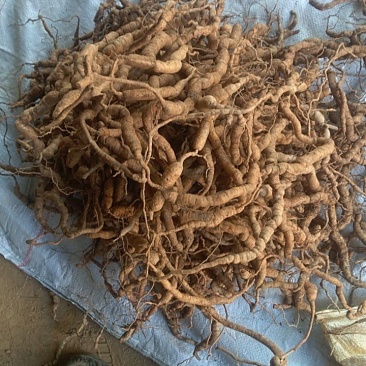 巴戟天(老货)，紫肉，种植十年以上