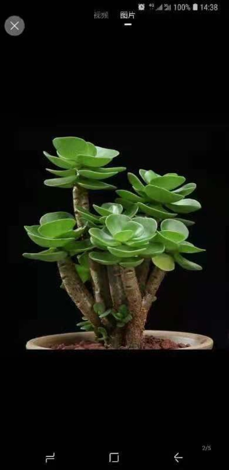 多肉植物