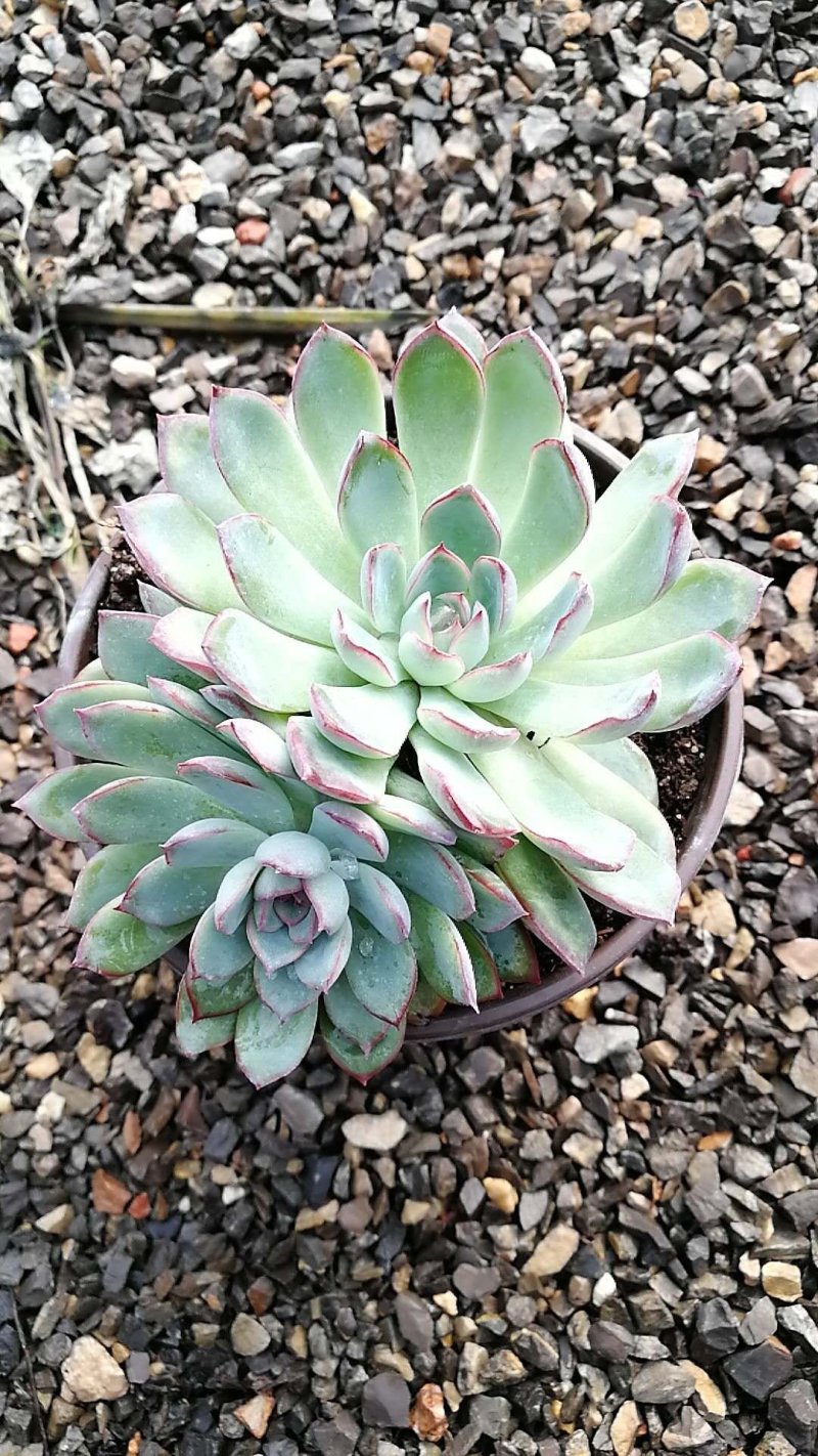 多肉植物
