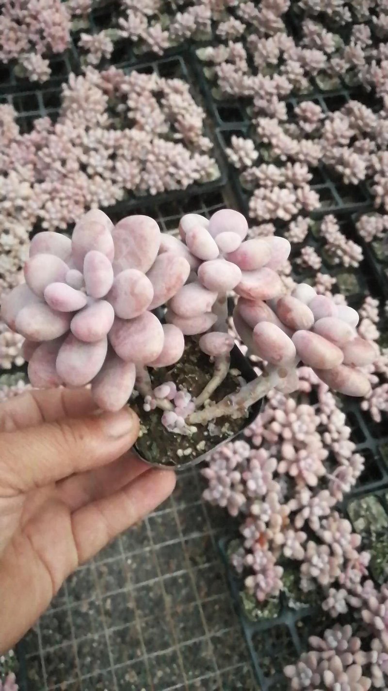 多肉植物