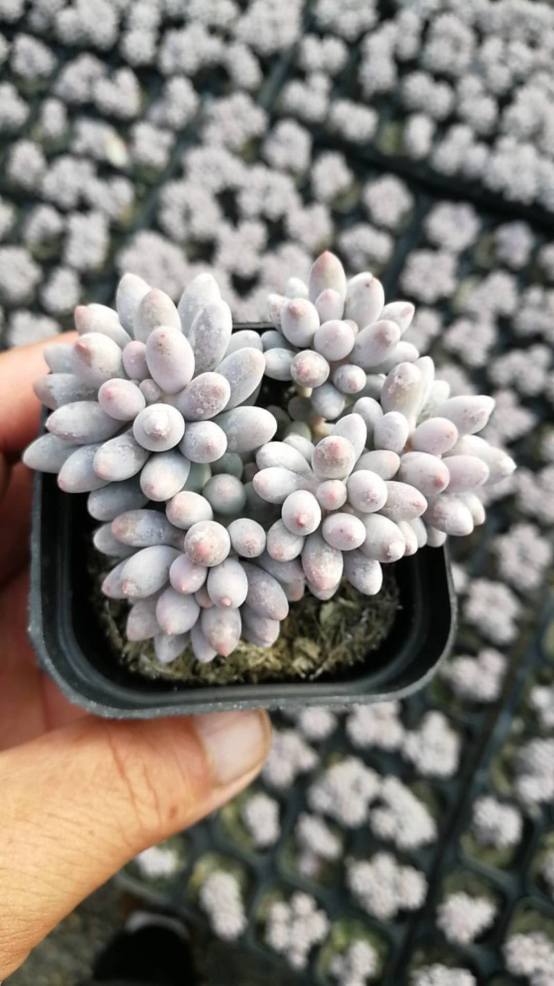 多肉植物