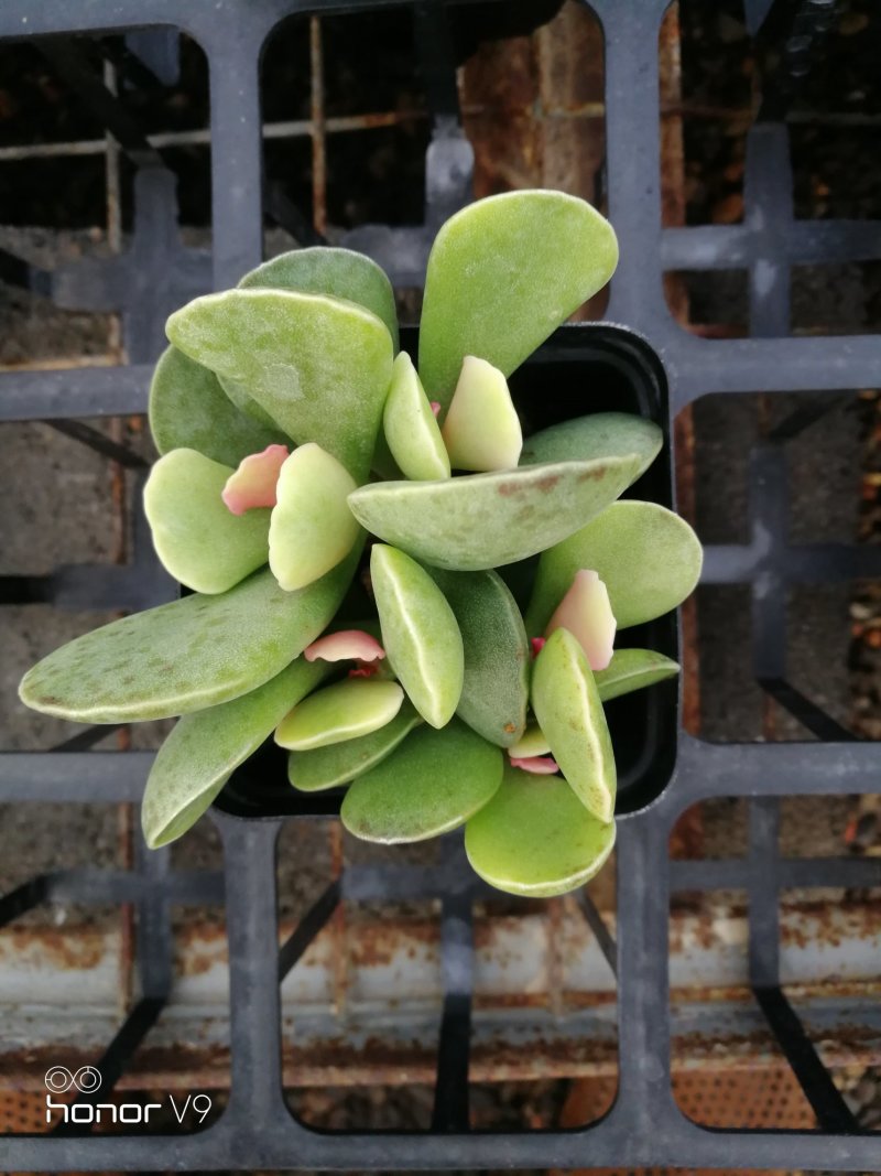 多肉植物