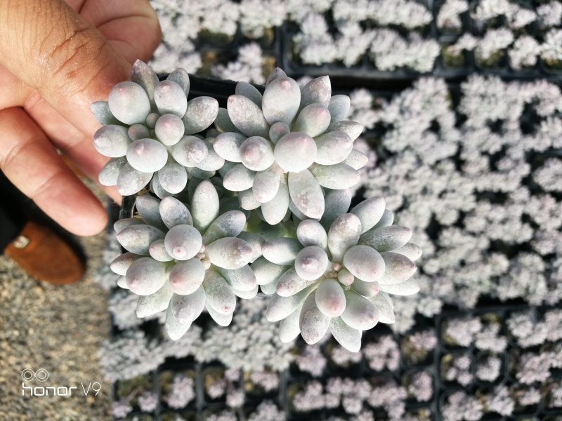 多肉植物