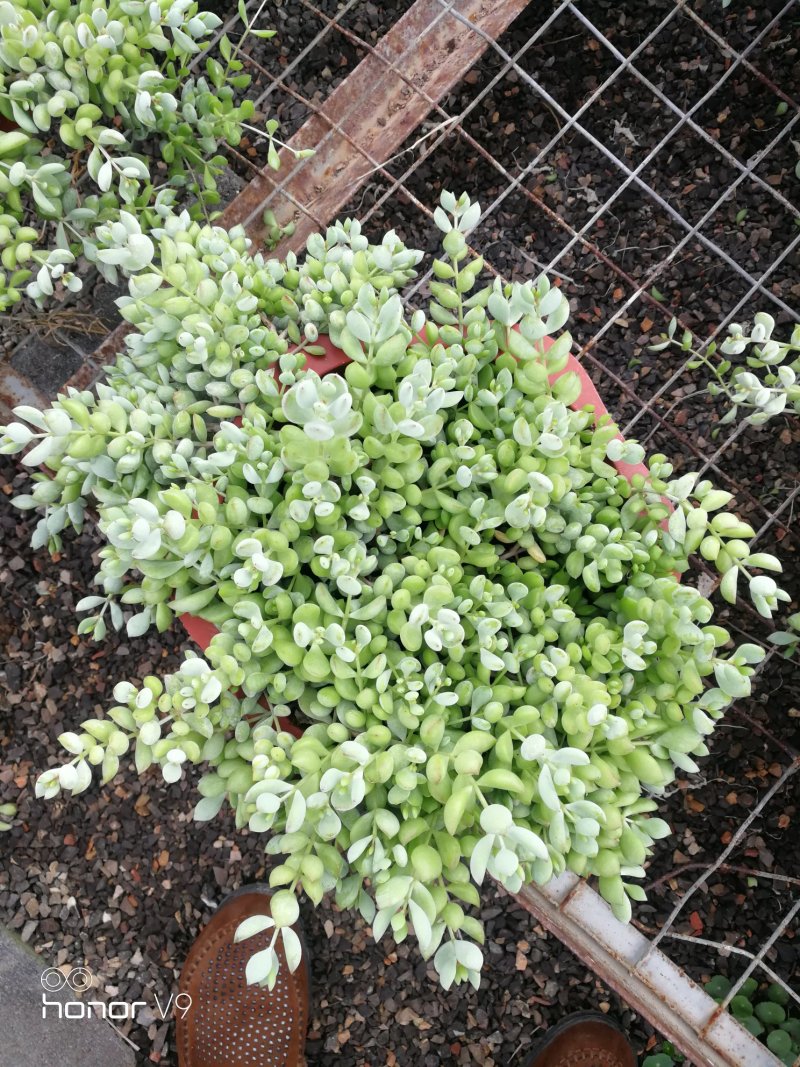 多肉植物