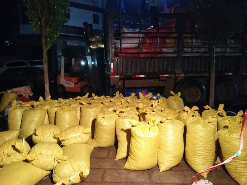 河北老树板栗大量上市中，量大从优，包质量包服务包品质