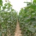 107杨树苗种植基地直销