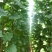 107杨树苗种植基地直销
