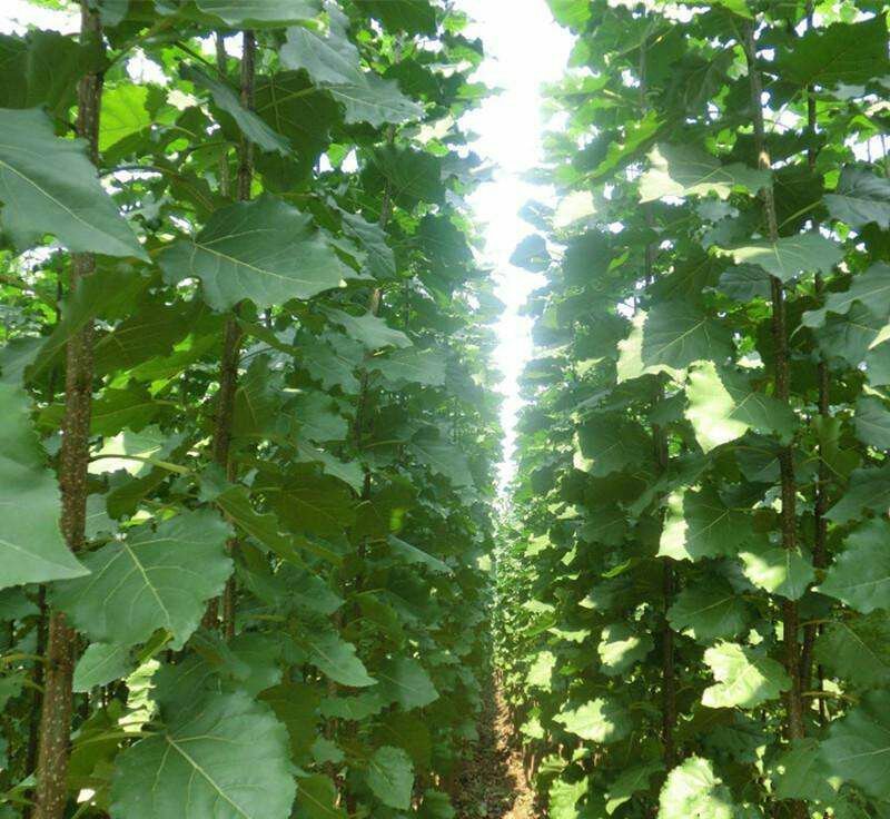 107杨树苗种植基地直销