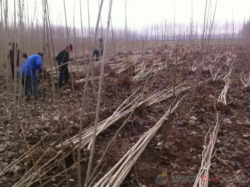 107杨树苗种植基地直销