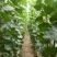 107杨树苗种植基地直销
