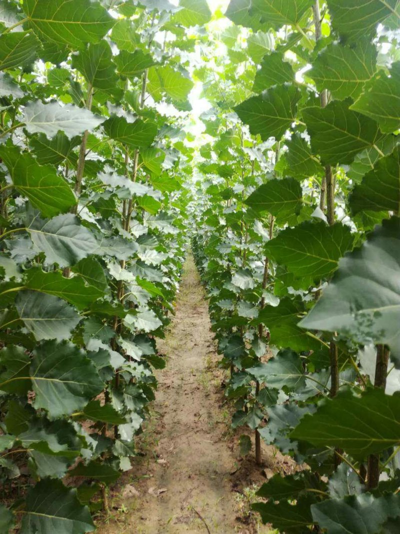 107杨树苗种植基地直销