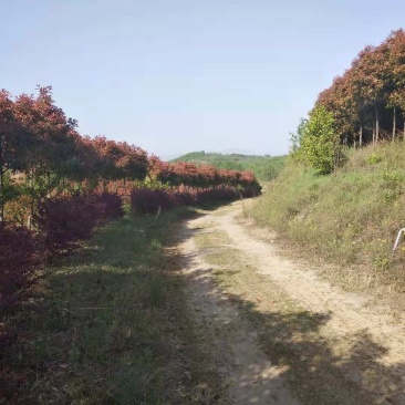 南阳内乡三千亩山地，种植各种乔木，灌木，树龄1-10年等