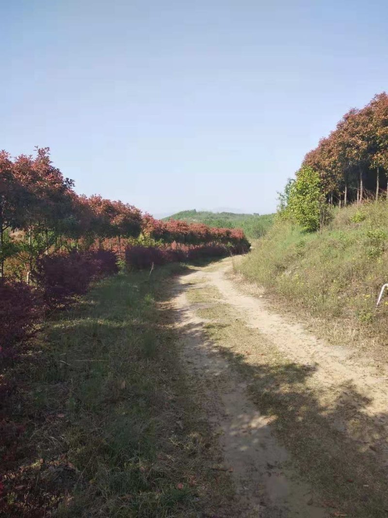 南阳内乡三千亩山地，种植各种乔木，灌木，树龄1-10年等
