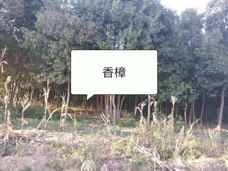 南阳内乡三千亩山地，种植各种乔木，灌木，树龄1-10年等