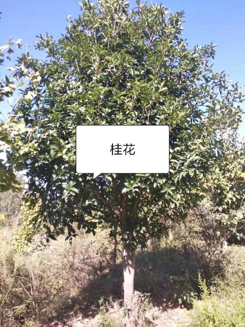 南阳内乡三千亩山地，种植各种乔木，灌木，树龄1-10年等