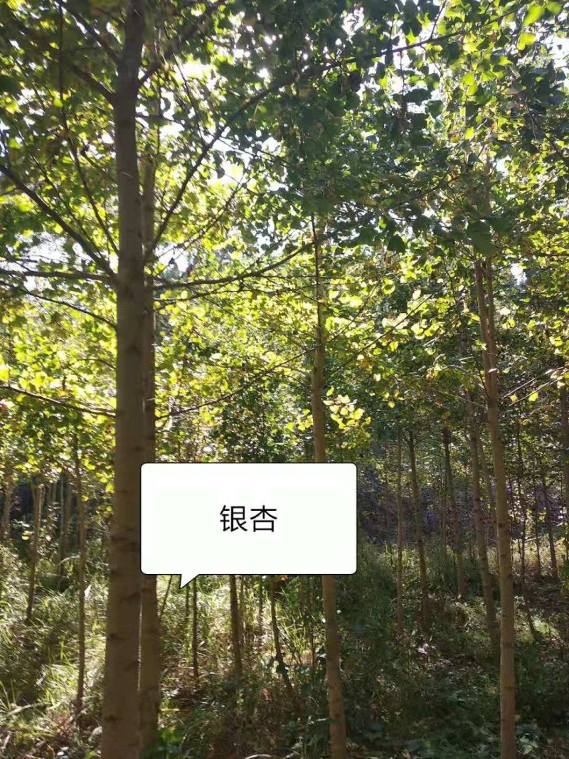 南阳内乡三千亩山地，种植各种乔木，灌木，树龄1-10年等